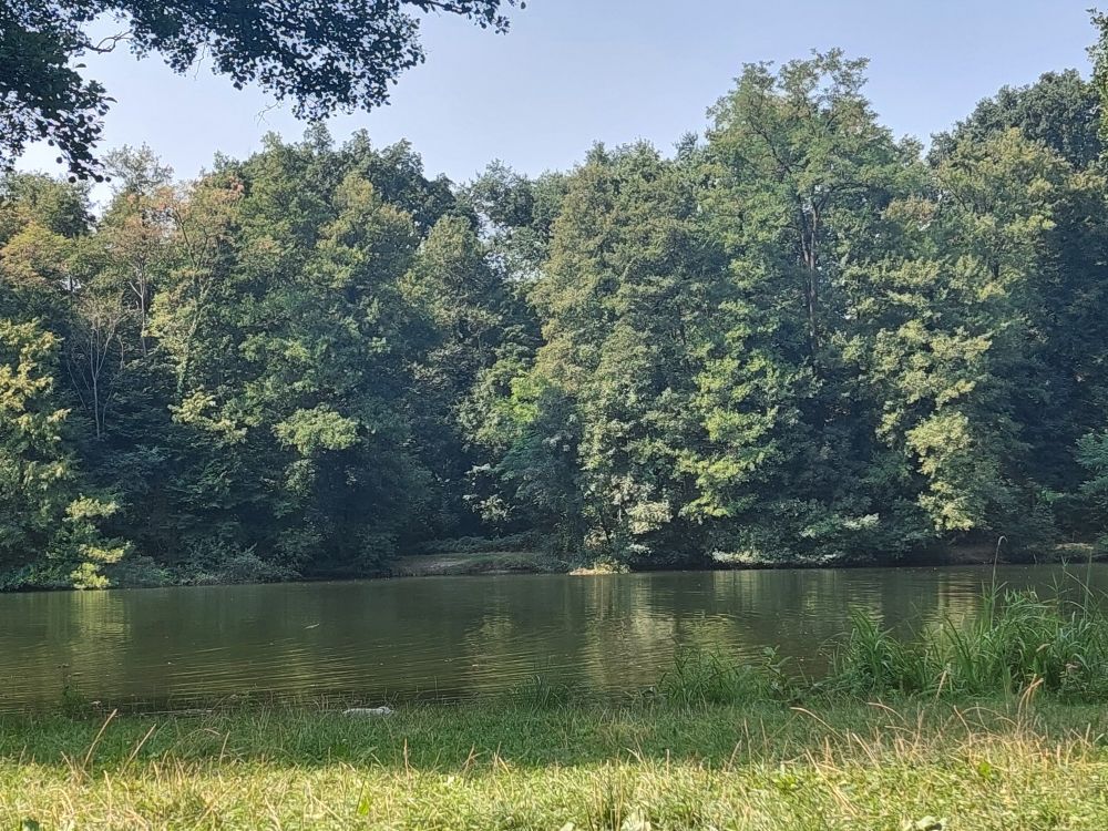 Grüne Wasseroberfläche eines Waldsees in der Sonne.