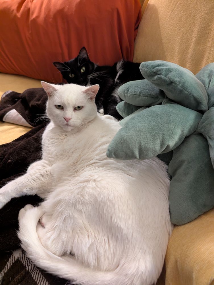 Big white cat and tuxedo cat taking advantage of a blanket.