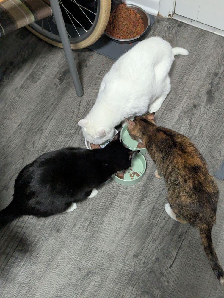 A white cat, a tuxedo cat, and a tortie cat eat breakfast.