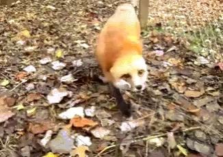 a dog standing in a pile of leaves looking at something