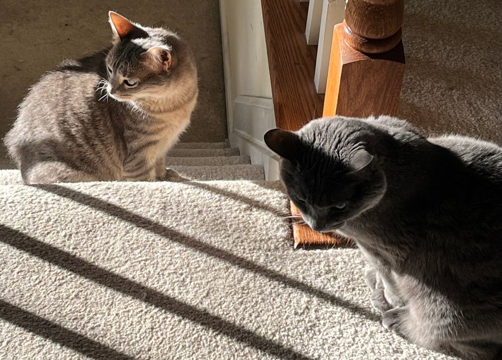 A small mackerel tabby and a larger blue cat sitting a couple feet apart on a staircase. Both have their heads turned to the viewer’s left instead of facing each other directly, because they were not - couldn’t possibly have been - engaging in a bitchface staring contest right before I took the photo 