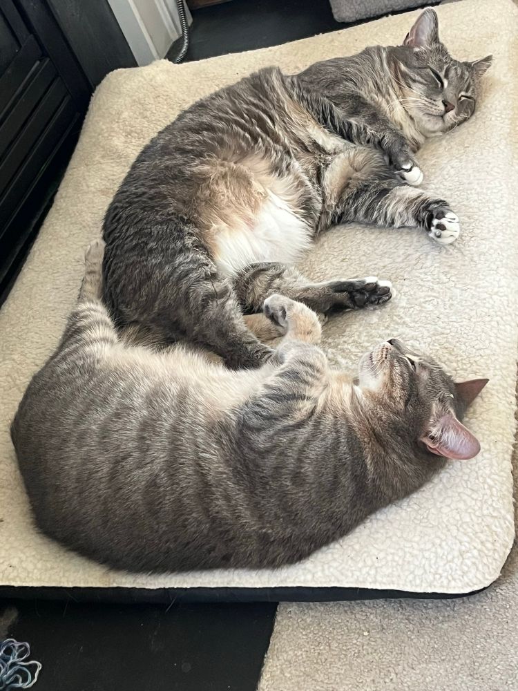 Two grey-on-black tabbies with light-colored bellies, both asleep on a cream-colored heating pad. The larger cat is on his left side and the smaller on her right, facing each other; her left hind leg is extended and resting along his lower back. They are fucking adorable