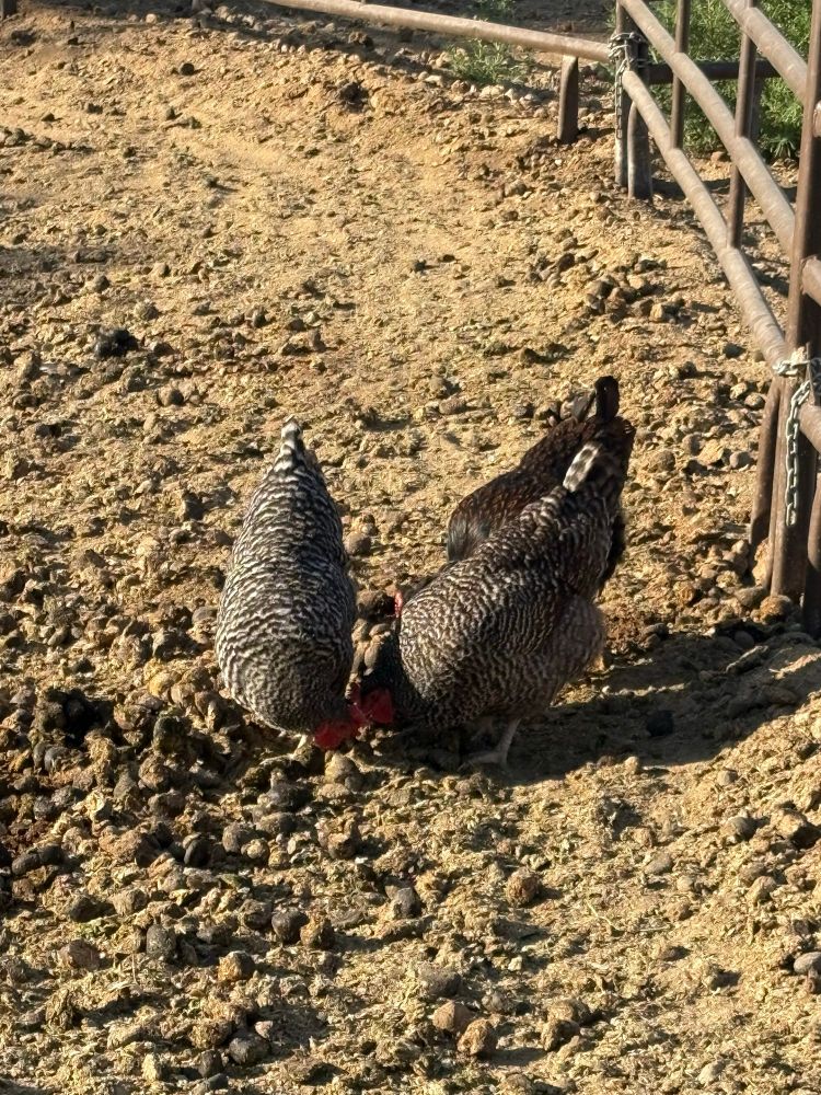 Three mystery chickens in a gross horse pen I AM CLEANING IT RIGHT NOW