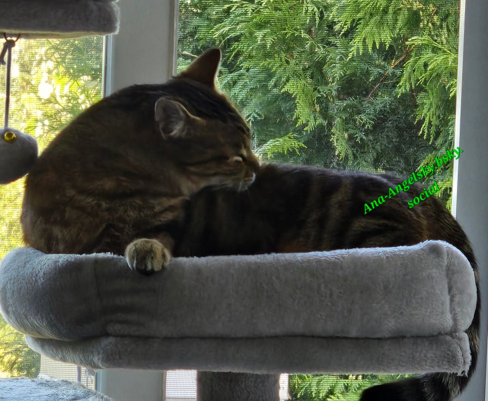 "It is nice finding that place where you can just go and relax."-Moises Arias

Mozza loves his pad on his tree he just enjoys laying there relaxing and having a restful Sunday😸💕💕 #cat happy Sunday