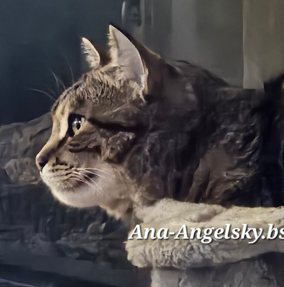 Happy #caturday tis a good time to loaf 🐱🐱🐱