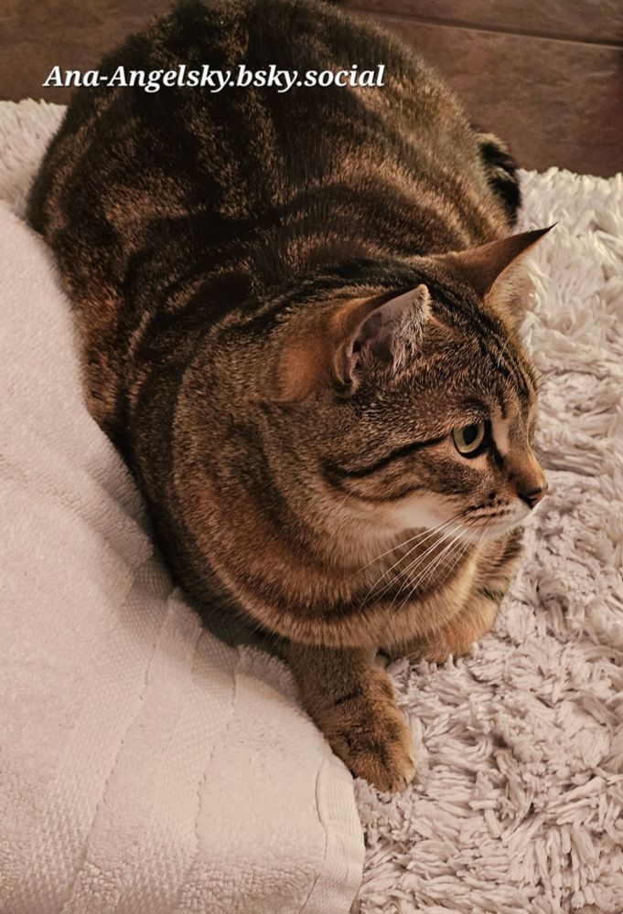 It is his towel now 🐱🐱🐱 #cat his paw has claimed the towel 😆 #caturday
