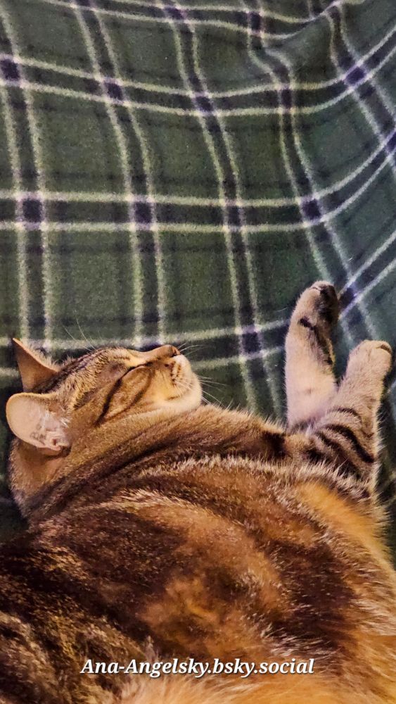 "Cure sometimes, treat often, comfort always."-Hippocrates

Motz is definitely always about comfort. Here he is happily napping again on his favourite green blankee. #cat 🐱🐱🐱