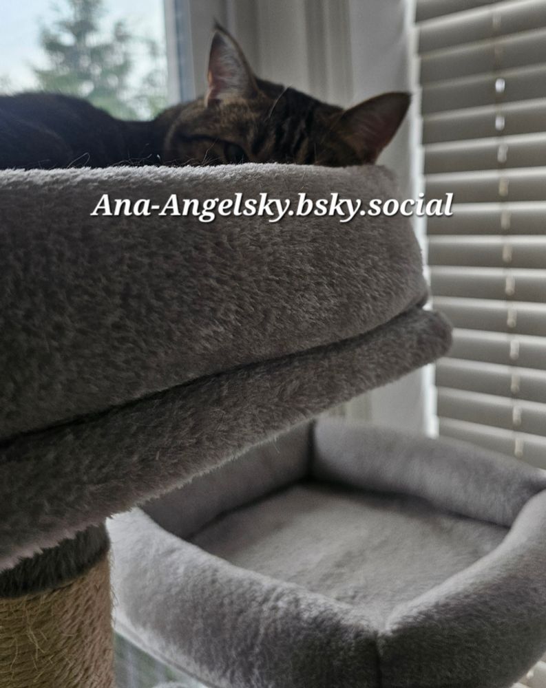 POV it's friday🥰, "I'm gonna lounge" says Motz, "hi there I see you"🐈🐈🐈 happy Friday!!! #cat