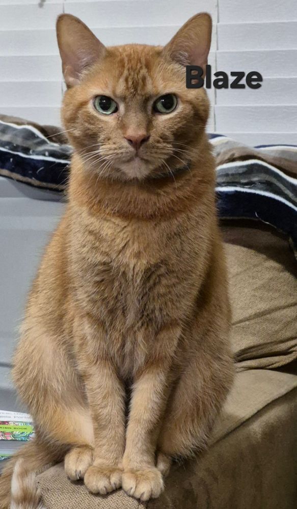 Orange tabby on couch armrest. They almost match.