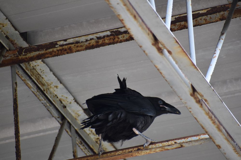 A young raven in the rafters of a farm building (with its feathers ruffling in the wind). I thanked it for shaking its tail feathers at me.