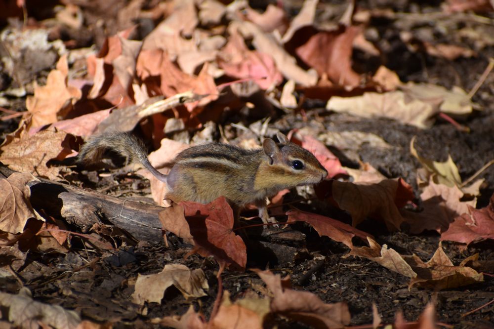 A baby chipmunk looking extra adorbs on the ground with reddish fallen leaves surrounding the chipmunk 