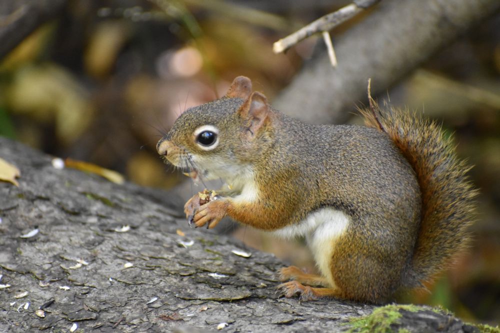 A squirrel eating with it's mouth open 