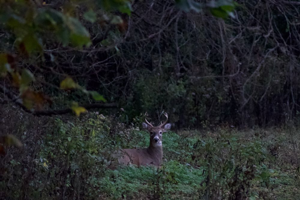 I turned the corner to find this buck completely still, seated on green undergrowth, staring directly back at me. Its crown is small and sharp and new, a curving fork of antlers per side. Dusk is falling, the spell cast.