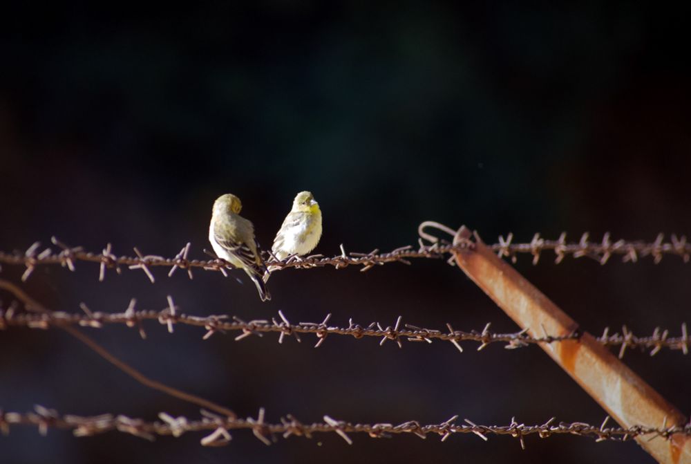 Two small, gold-flecked birds perch on a line of rusty barbed wire over a near black background. Sometimes beauty finds a way.