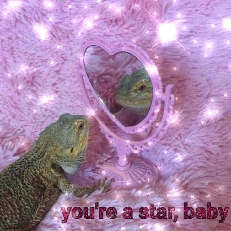 A bearded dragon, which is like a confident, skittery, sassy, demanding child who secretly enjoys cuddles, is sitting on a soft pink rug in front of a pretty pink heart-shaped mirror, possibly passing the mirror test but no one's sure. The text at the bottom of the photo reads "you're a star, baby"