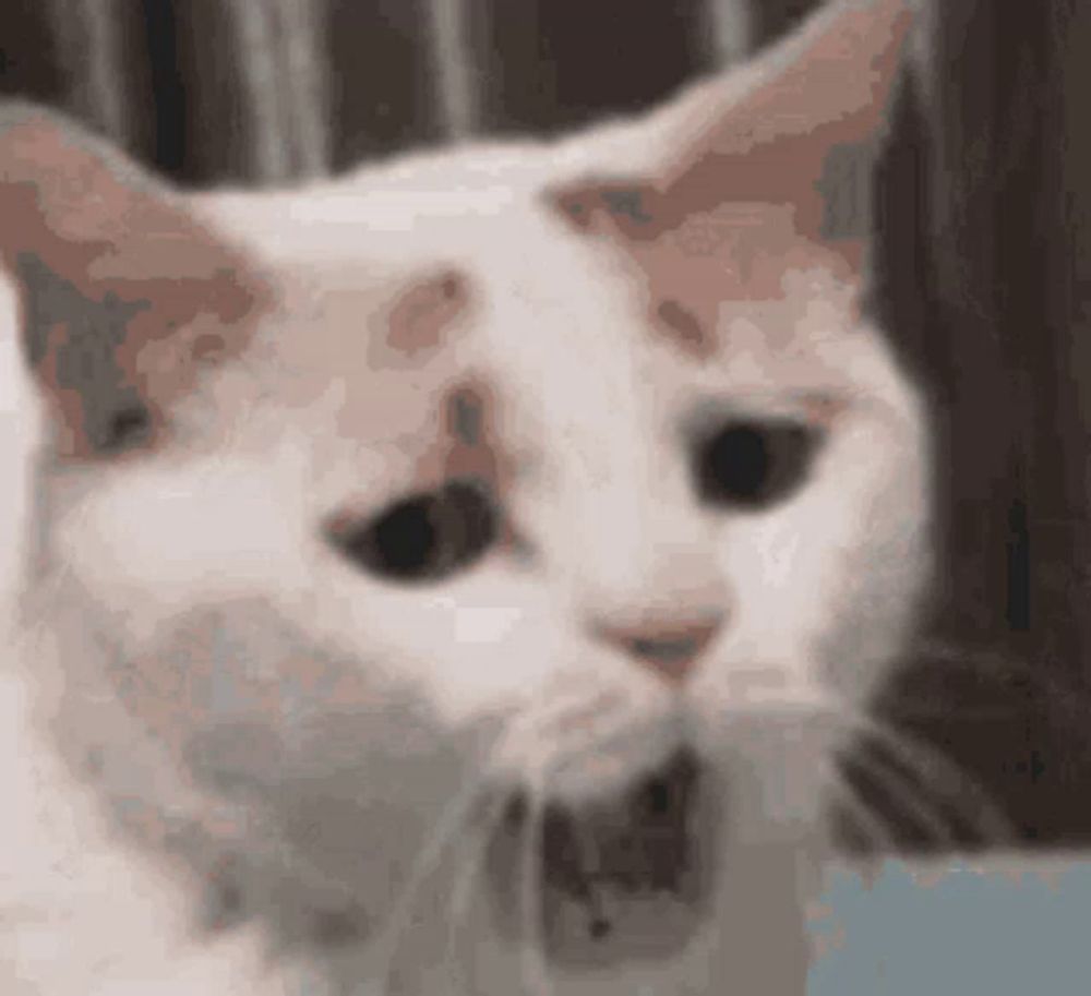 a close up of a cat 's face with a blurred background