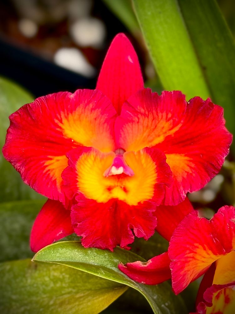 Red compact Cattleya flower with contrasting yellow in the labellum throat and petal centers