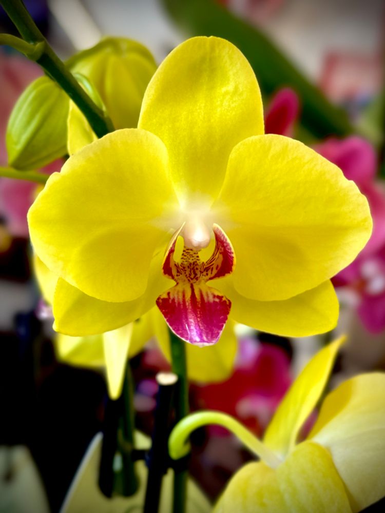 Yellow moth orchid with contrasting red labellum