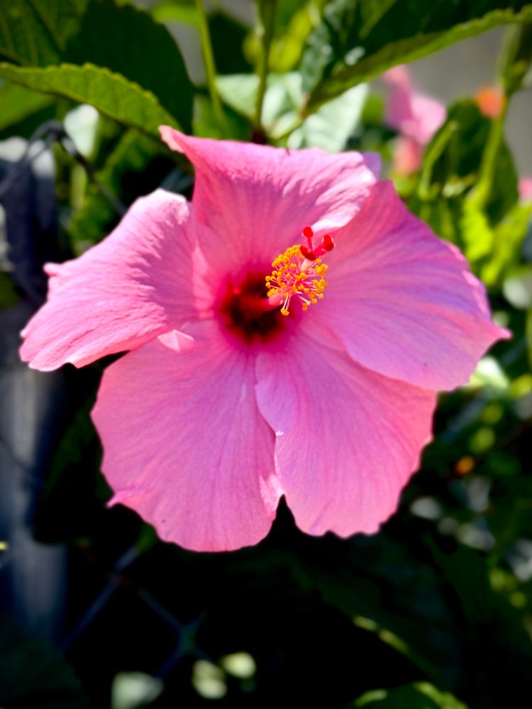 Large pink hibiscus flower