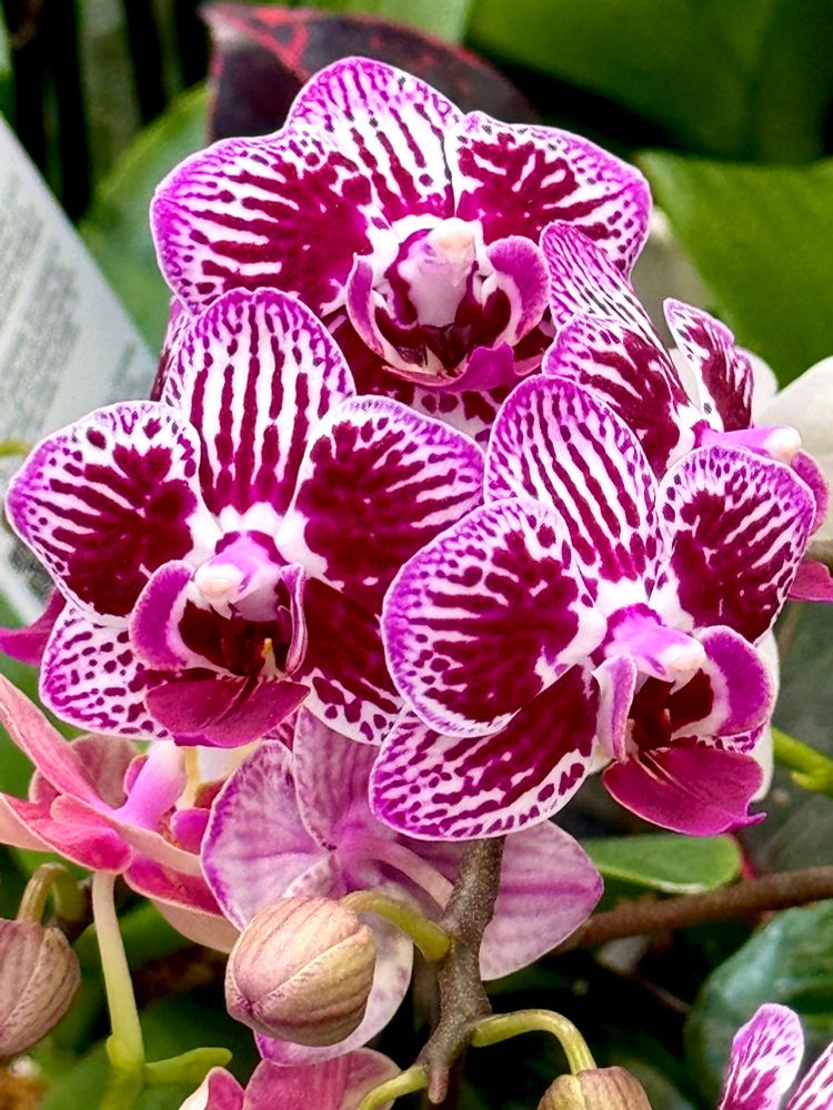 Mini moth orchid flowers with rounded petals each with maroon marking overlaying a white background 