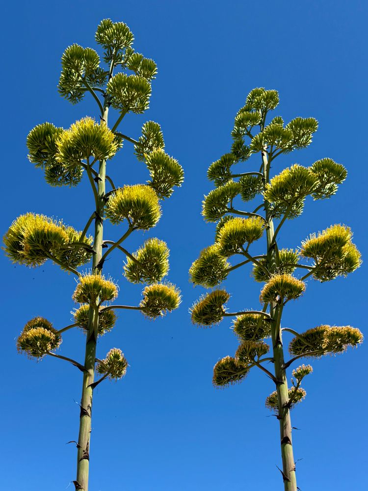 Giant tree like flowering stalks (almost 20 feet maybe?) towering against the blue sky