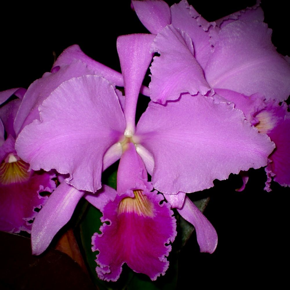 Lavender pink corsage orchid with a purple labellum 