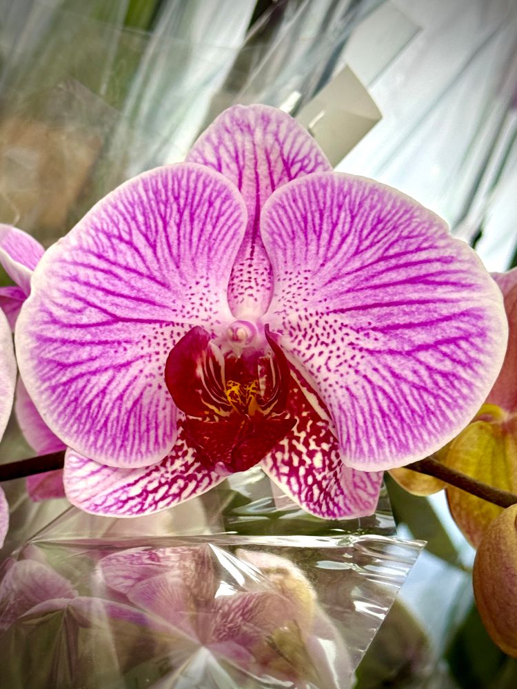 Heavy purple veining over white petals on a moth orchid