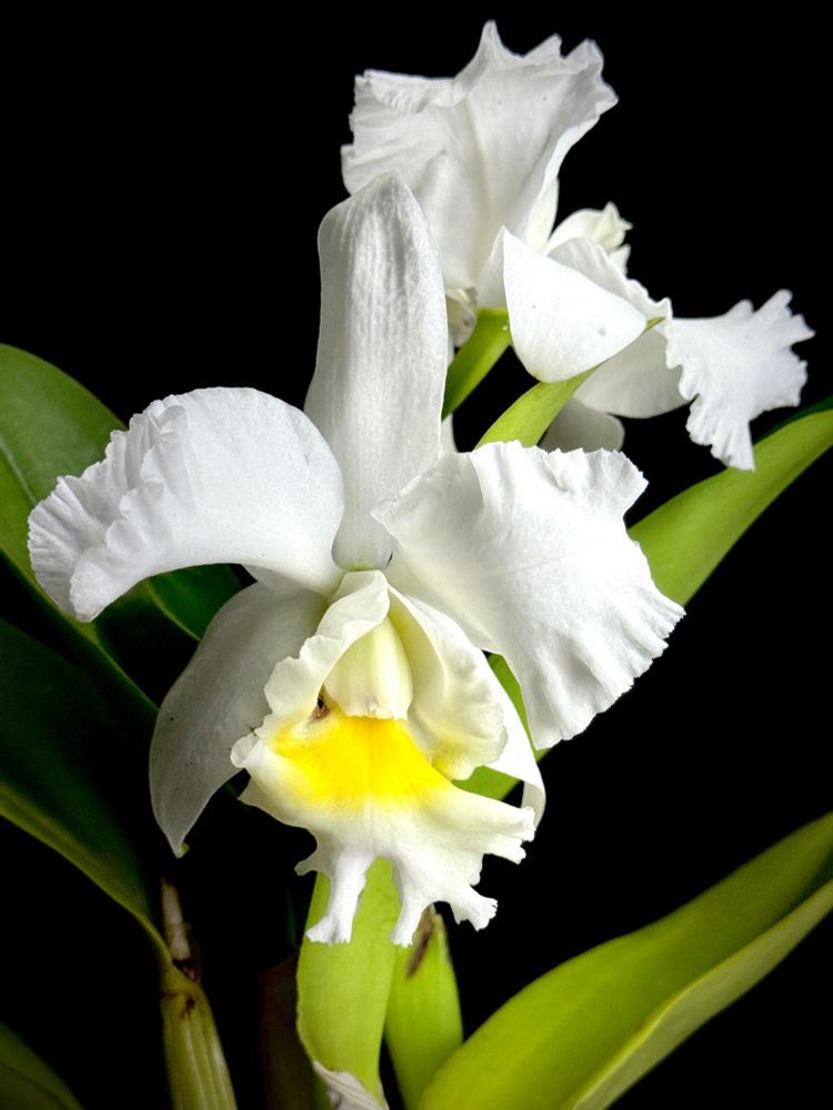 White corsage flowers with patch of yellow on the labellum 