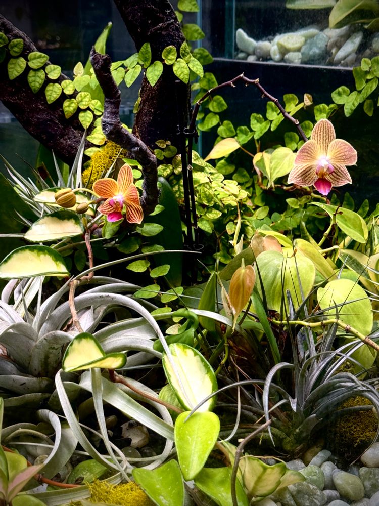 Terrarium with various plants and a moth orchid as the center piece.