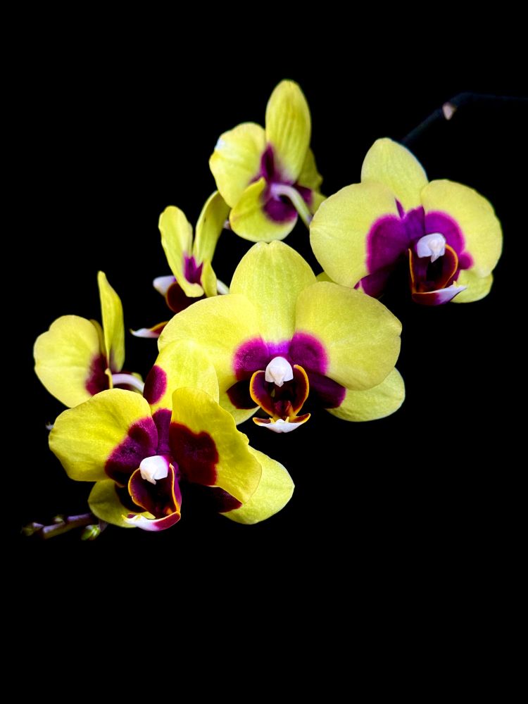 Yellow moth orchid flowers with maroon centers on an inflorescence