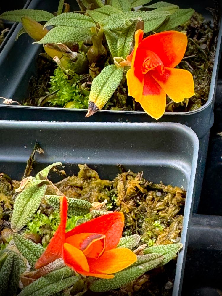 2 miniature orchid plants each with a orange and red flower