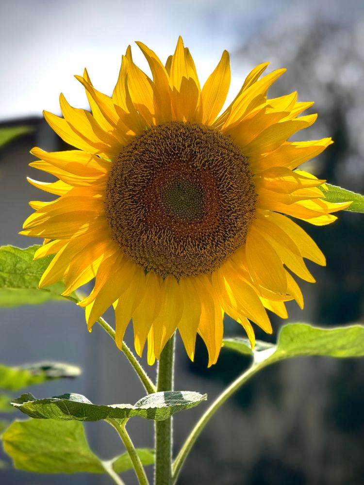 Large sun flower backlit by the sun 