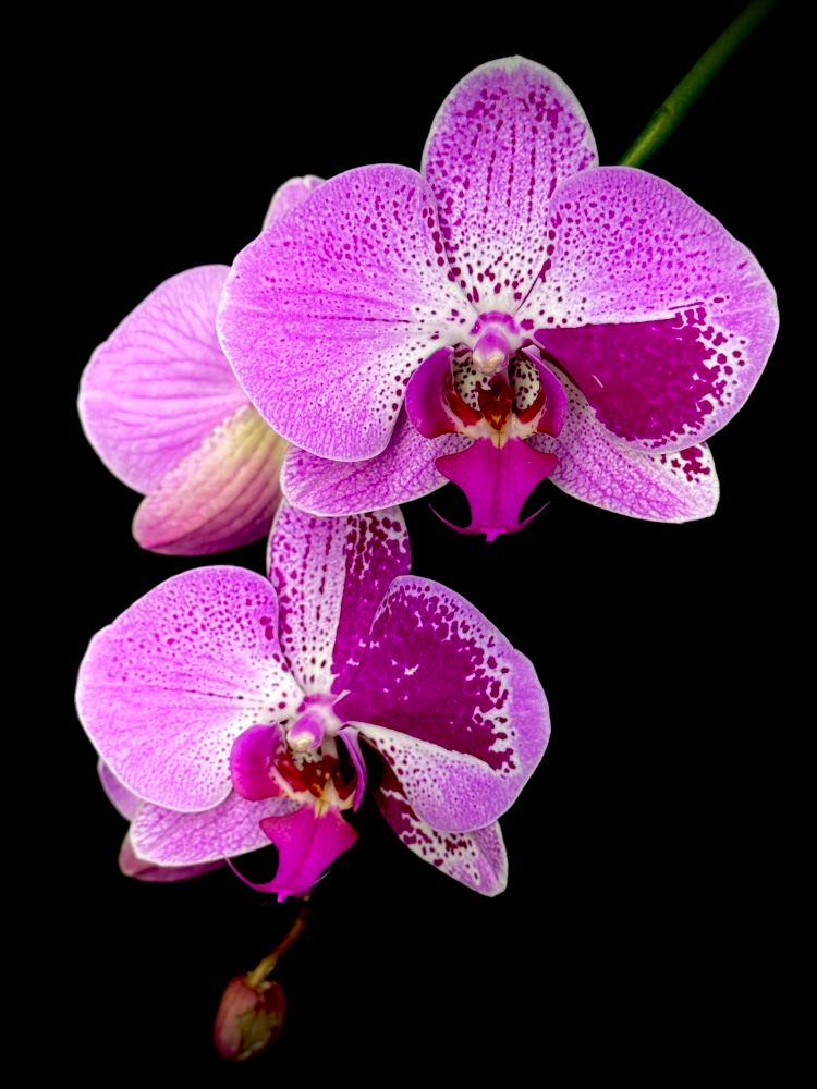 Purple and lavender moth orchid with asymmetrical patterns 