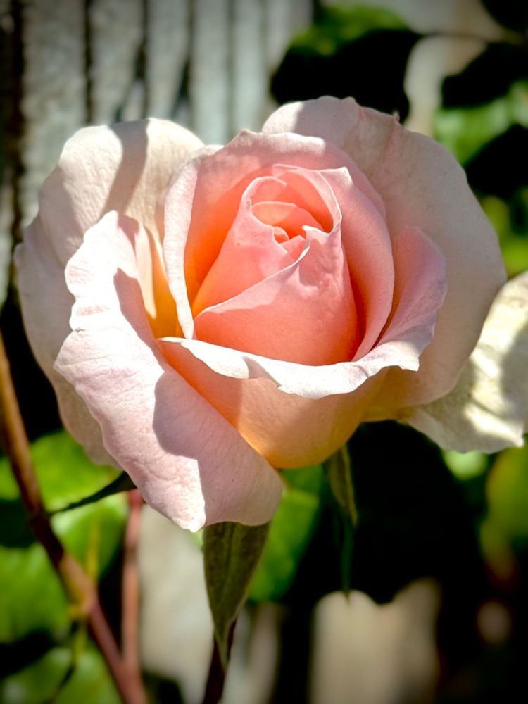 Blush pink rose bud