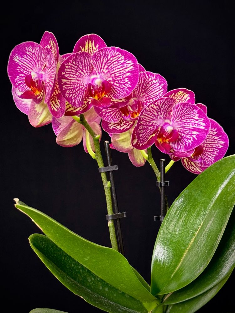 Orchid plant with 2 flower spikes with red flowers with white pattern