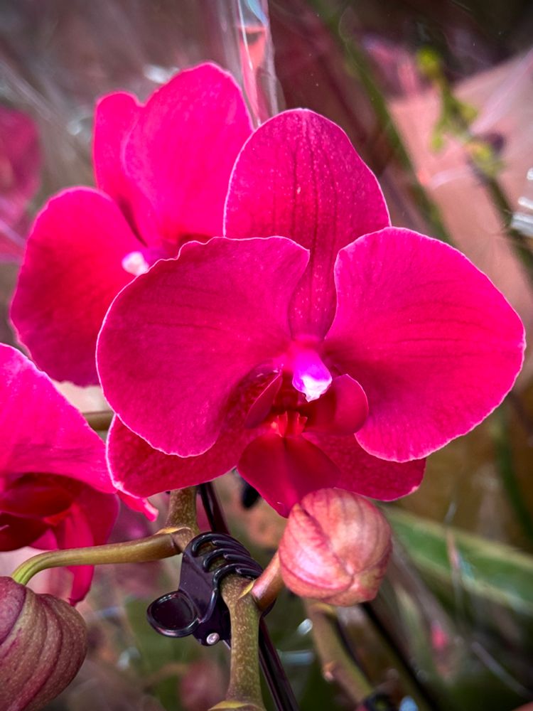 Reddish plum colored moth orchid flowers