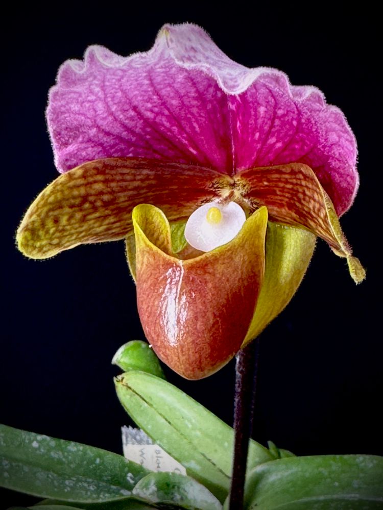 Slipper orchid flower just opening with a wide round dorsal sepal that is purple, lateral petals that are brownish, and pouch that is a shiny brown