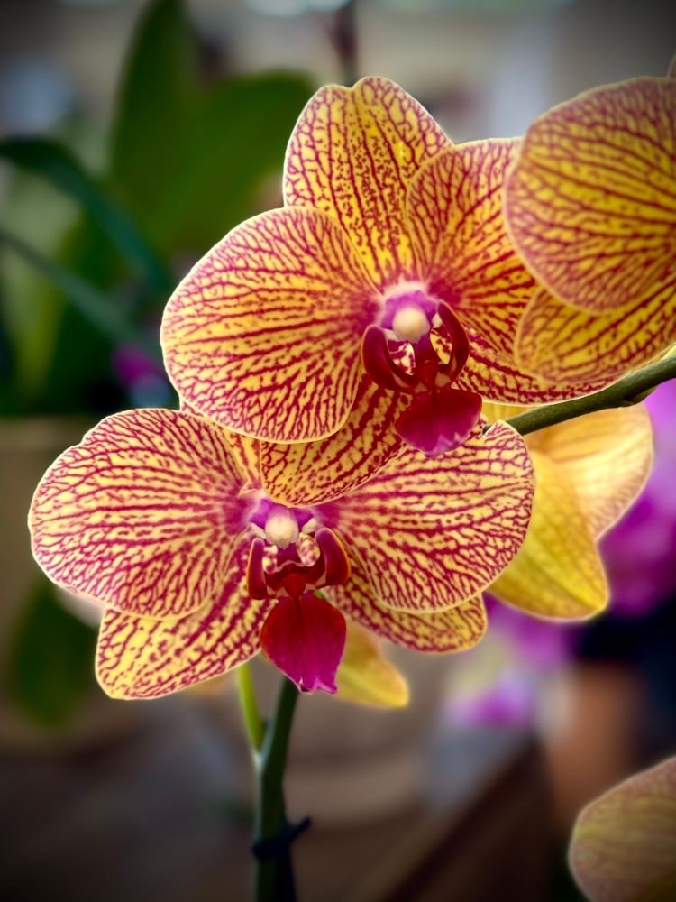 Yellow moth orchid flowers with red veining pattern 