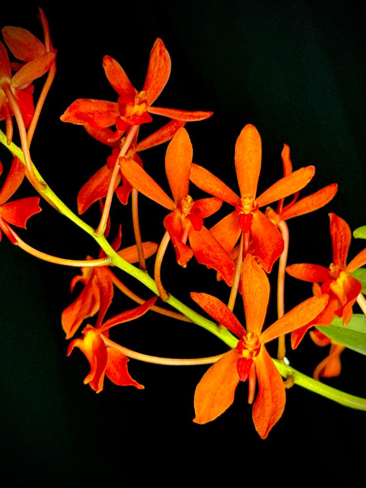 Deep orange orchid flowers on an upward reaching inflorescence with smallish flowers with narrow petals 