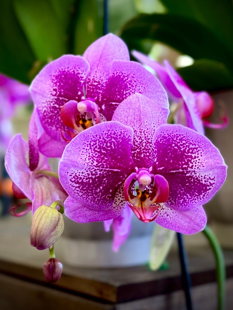 Light purple moth orchid with darker heavy spotting on the lateral petals 