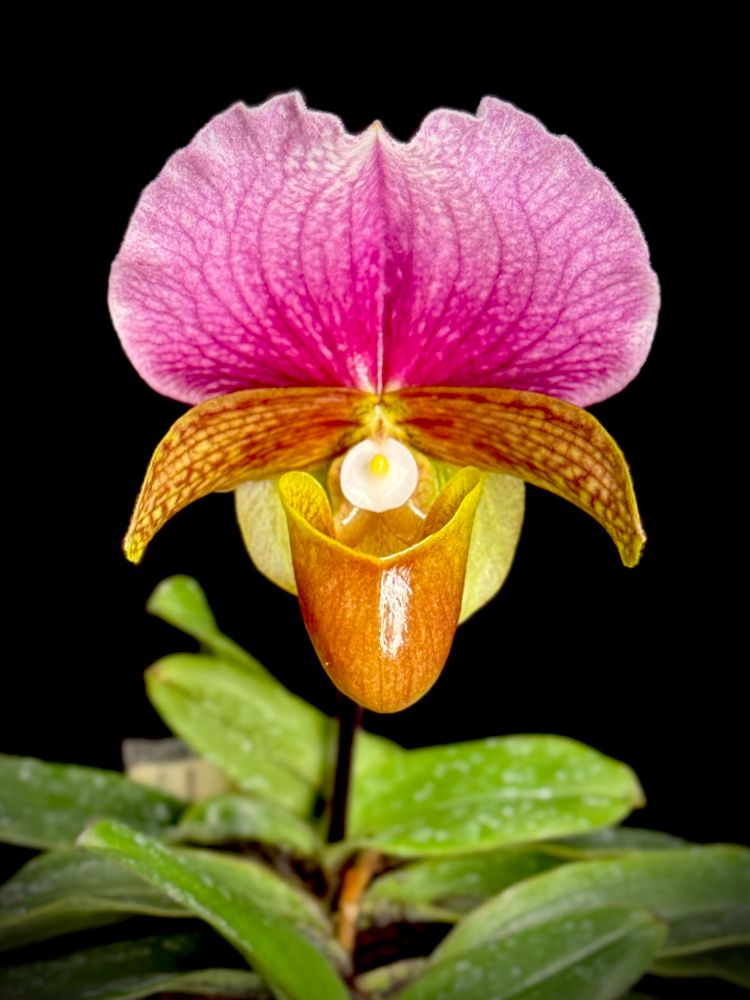Slipper orchid flower with pinkish plum colored dorsal sepal which is roundish and large. Lateral petals are light brown as is the pouch 