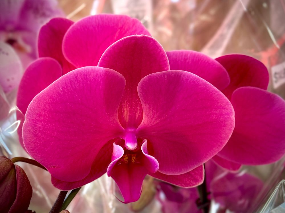 Plum colored moth orchid flowers