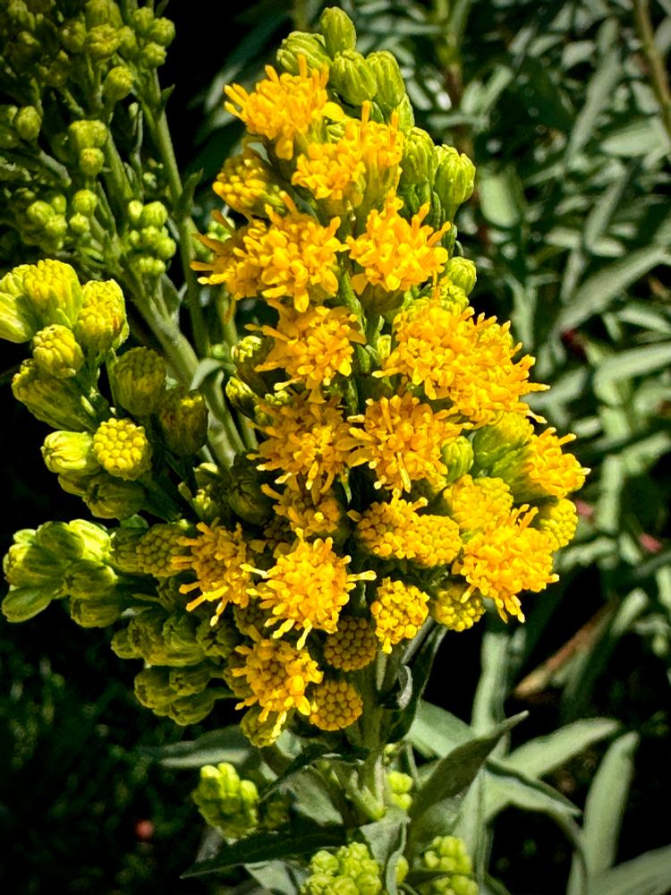 Tiny yellow flowers on a upright inflorescence 