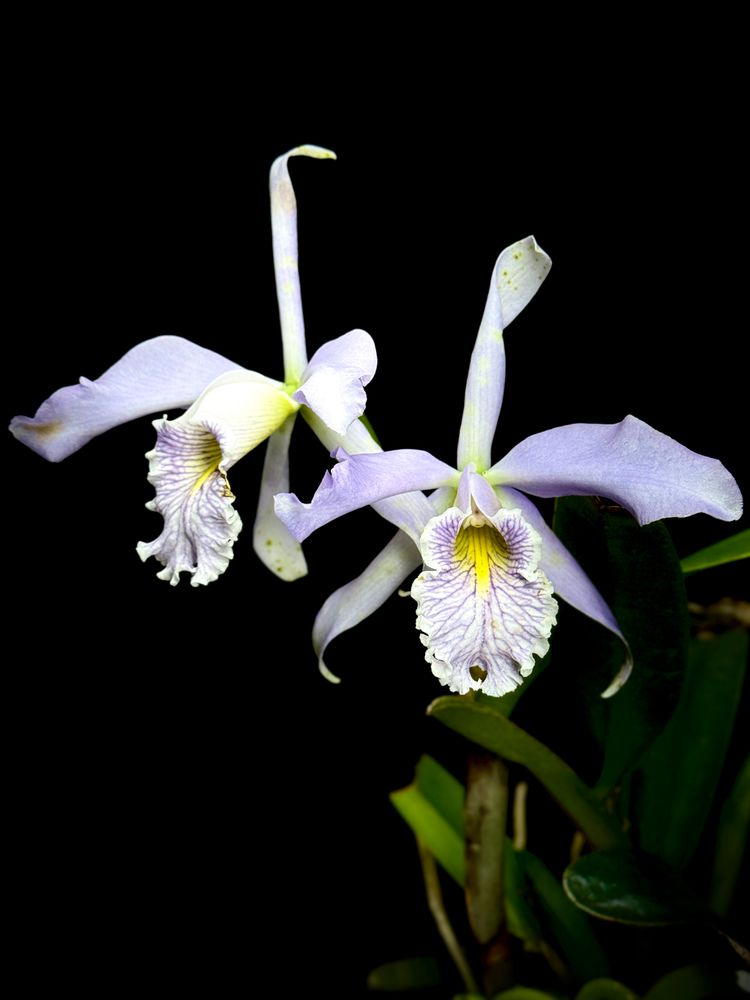 Pair of light lavender corsage orchid flowers 