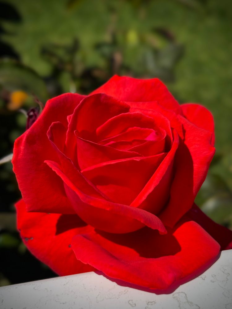 Classically red rose blossom 