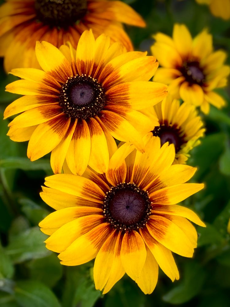 Yellow daisy like flowers with a almost black center
