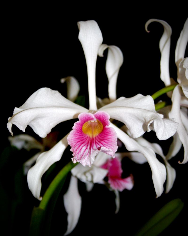 Large white corsage orchid flowers with bright pink lip