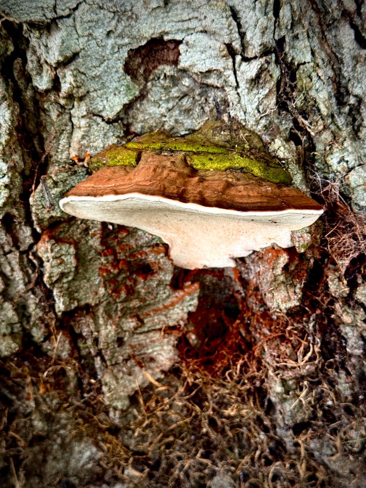 Mushroom growing on the side of a tree trunk