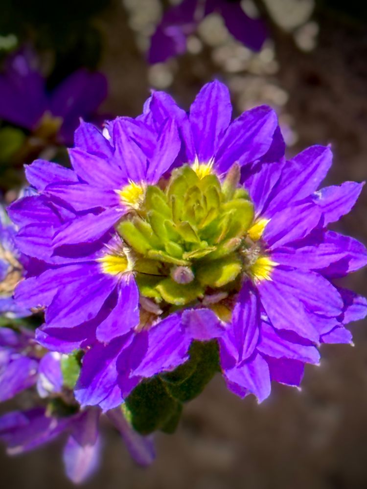 Purple flowers petals around a central growing tip of green