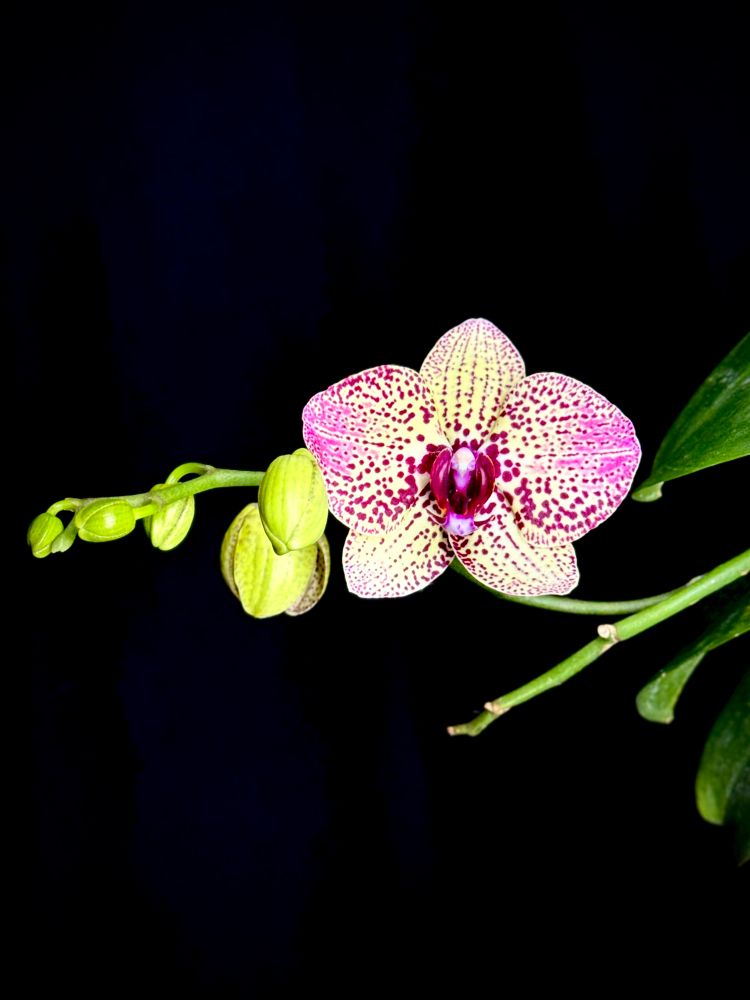 Spotted moth orchid flower on an inflorescence with additional buds to open.